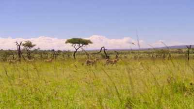 Five male cheetahs. - Our Planet