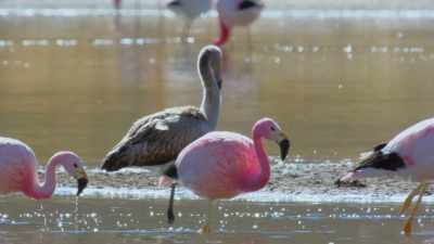 Five years will pass before they
become as pink as their parents. - Attenborough's Life in Colour