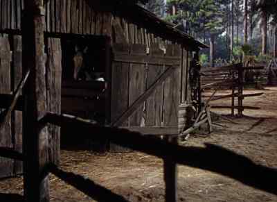 Flag, Flag, stop that! - The Yearling
