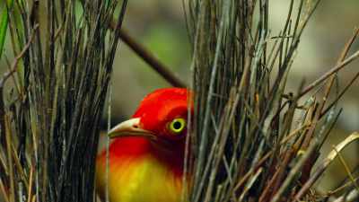 Flame's bower,
on the other hand, is short-lived, - Dancing with the Birds