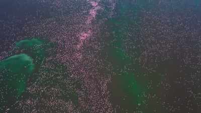 [flamingos squawking] - Our Planet