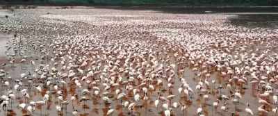 (flamingos squawking) - The Last Tourist