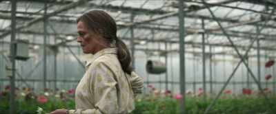 Flannel flower. - The Lost Flowers of Alice Hart