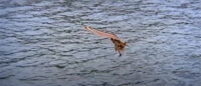 Flap Woody Flap Aaah - Condorman