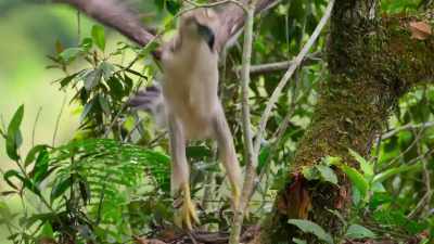 Flapping strengthens flight muscles
in two-meter wings. - Our Planet