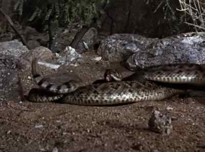 Flashing talons
strike for the head, - The Living Desert