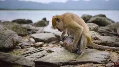 Flat and heavy to
pound loose shells. - The Secret Lives of Animals