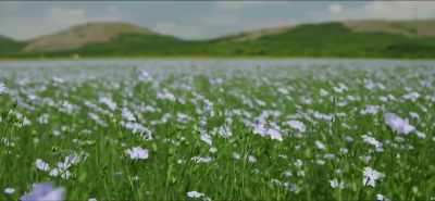Flax is the richest
source of omega-3 - Eating Our Way to Extinction
