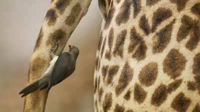 Fleas, ticks and even dandruff are food, - Seven Worlds, One Planet