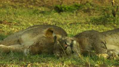 FLIES BUZZ - Serengeti