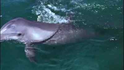 Flipper! - Flipper
