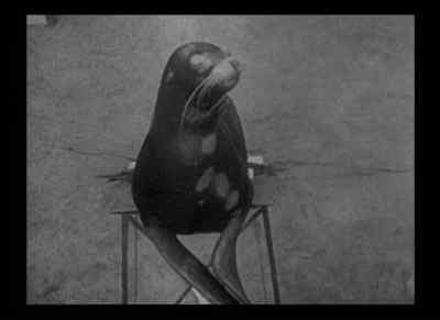 (flippers clapping) - Murders in the Zoo