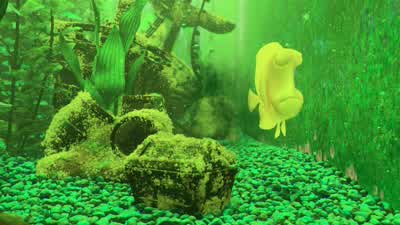 Flo? Has anybody seen Flo? Flo! - Finding Nemo