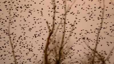 Flocking like this, helps them hide
in the crowd, - Super/Natural