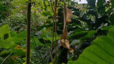 Flora: This world is amazing.
I've never seen so many plants. - Marvel's Inhumans