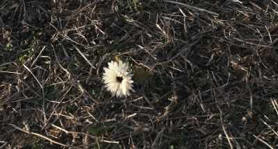 (flower thumps) - Dark Night of the Scarecrow 2