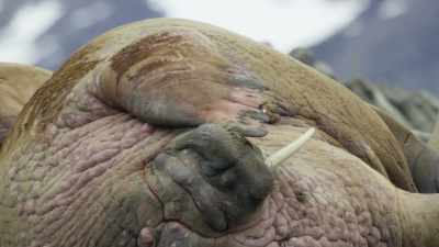 Flushing red by bringing blood
close to the skin - Frozen Planet II