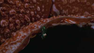 FLY BUZZES - The Green Planet
