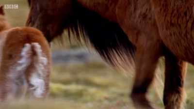 FOAL NEIGHS - Wales: Land of the Wild