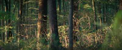 [foliage rustling] - Shady Grove
