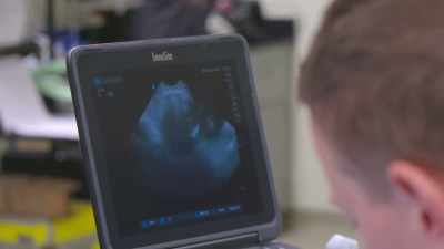 Follicles in a reptile are
undeveloped, unfertilized eggs. - Secrets of the Zoo