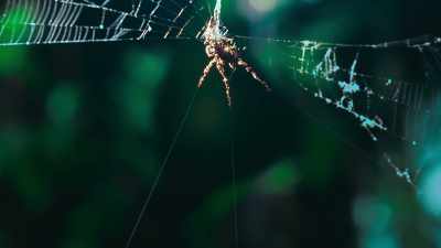 Followed by long
protruding legs. - The Secret Lives of Animals