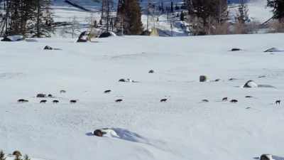 Following the wapitis
as they March on - Epic Yellowstone