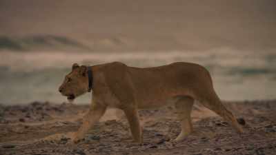 Following years of persecution, - Planet Earth III