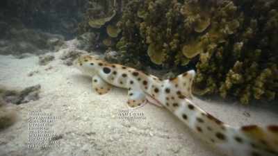 Folosim specia rechinului-orb - Baby Sharks
