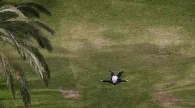 (Bird squawks) - Rake