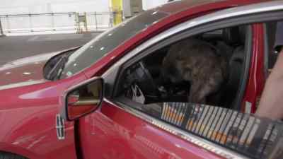 {\an1}OFFICER: Good boy. - To Catch a Smuggler