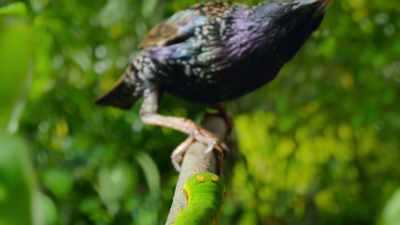 Fooling a predator 30 times his size. - The Secret Lives of Animals