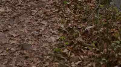 [footsteps rustling] - The Following