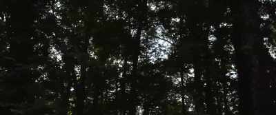 (footsteps) - Jones Plantation
