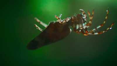 For a cyclosa spider, - The Secret Lives of Animals