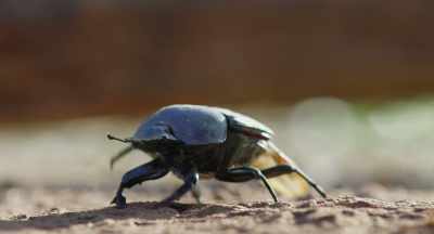 For a dung beetle,
it is a gift from the gods. - The Elephant Queen