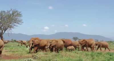 For a few days,
they form a super-herd, 1,000 strong. - The Elephant Queen