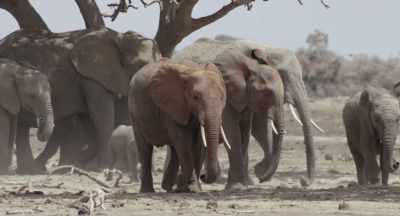 For a few moments,
the drought is forgotten - The Elephant Queen