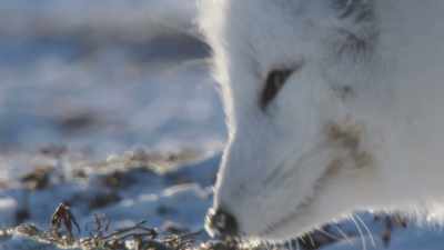 For a hungry fox, - Frozen Planet II