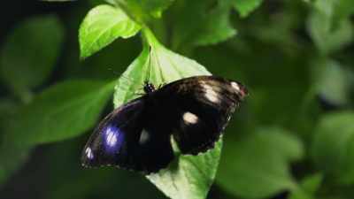 For a male, however,
it's worth living dangerously. - Attenborough's Life in Colour