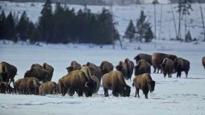 For a migration that
began weeks ago. - Yellowstone: One-Fifty
