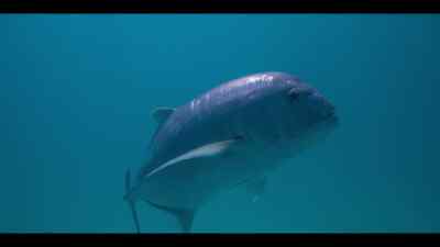For a small GT
who needs to grow big and strong... - Our Oceans