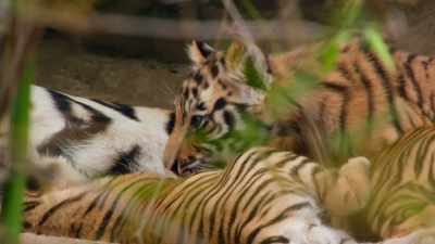 For a tigress to feed and protect, - Dynasties