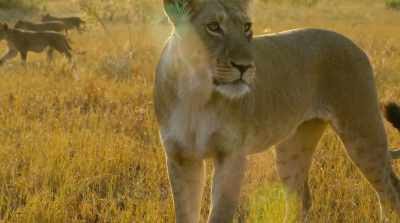 For a two-year-old lioness, - Surviving Paradise: A Family Tale