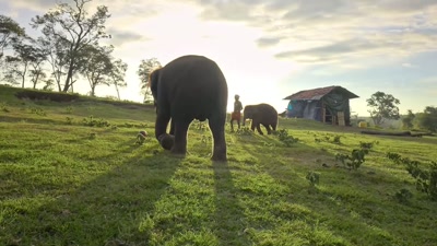 For a whole week, Raghu was very upset. - The Elephant Whisperers