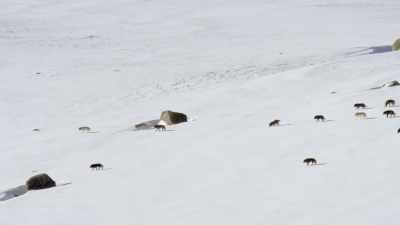 For all its beauty,
yellowstone was in chaos. - Epic Yellowstone