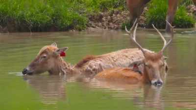For an animal that is
completely extinct in the wild, - Secrets of the Zoo