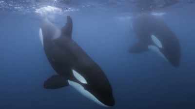 ''For an orca pod to have a future,'' - Secrets of the Whales