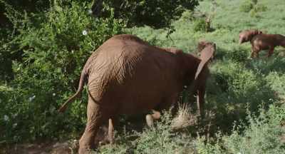 For Athena's family, - The Elephant Queen