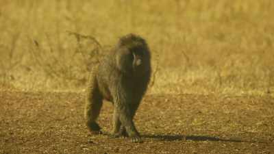 For Bakari, Cheka,
and their baby, - Serengeti